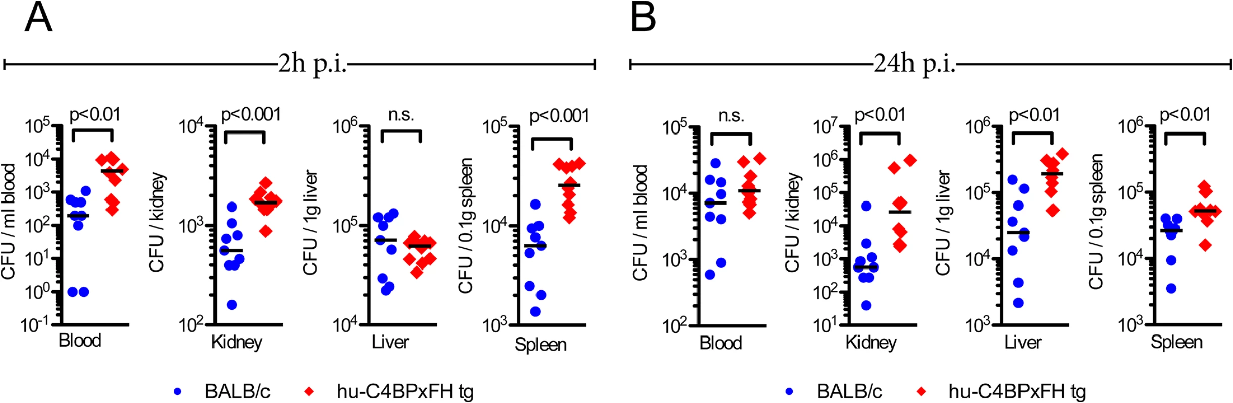 Hu-C4BPxFH tg mice show increased bacterial dissemination in organs.