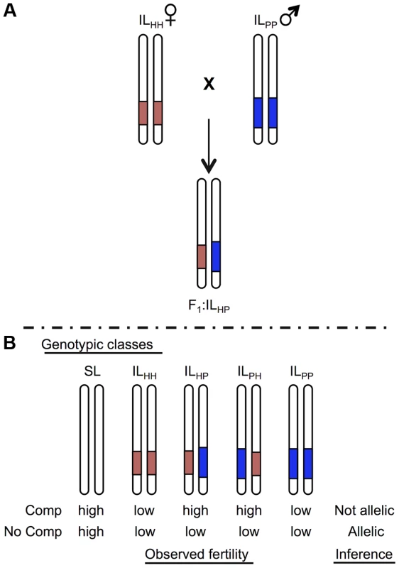 Schematic of a cross species test of allelism to determine homology at co-localized hybrid sterility loci.