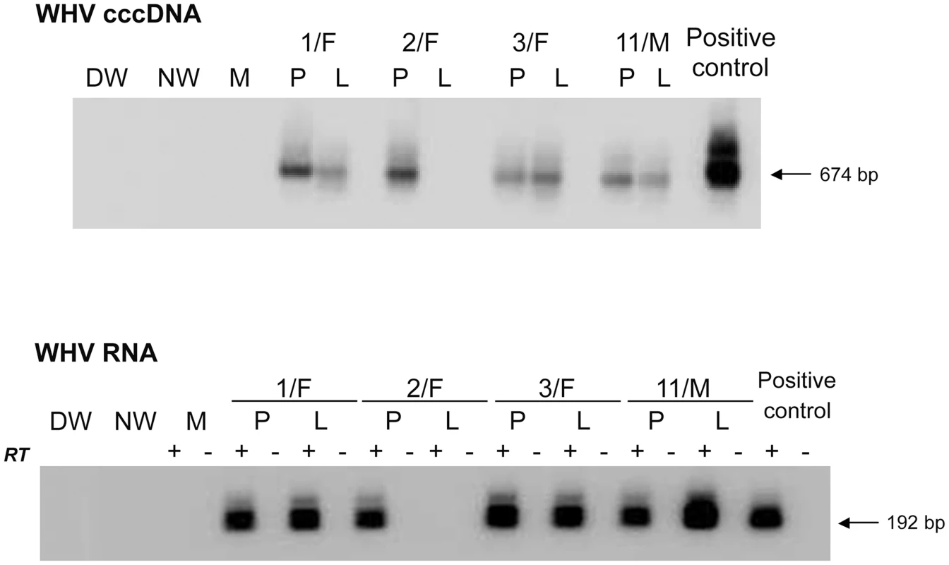 Detection of WHV cccDNA and WHV RNA in liver and PBMC samples obtained at 34–40 months post-infection from woodchucks with POI established by inoculation with 10 WHV/tm5 virions.