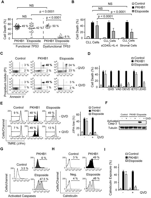 PKHB1 induces calreticulin exposure and caspase-independent PCD in CLL cells.