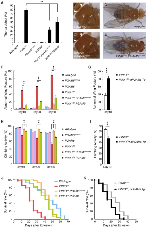 Loss of <i>dPGAM5</i> suppresses <i>dPINK1</i> mutant phenotypes in <i>Drosophila</i>.