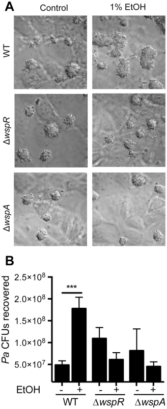 Ethanol significantly increases <i>P. aeruginosa</i> strain PAO1 WT biofilm formation on airway cells.