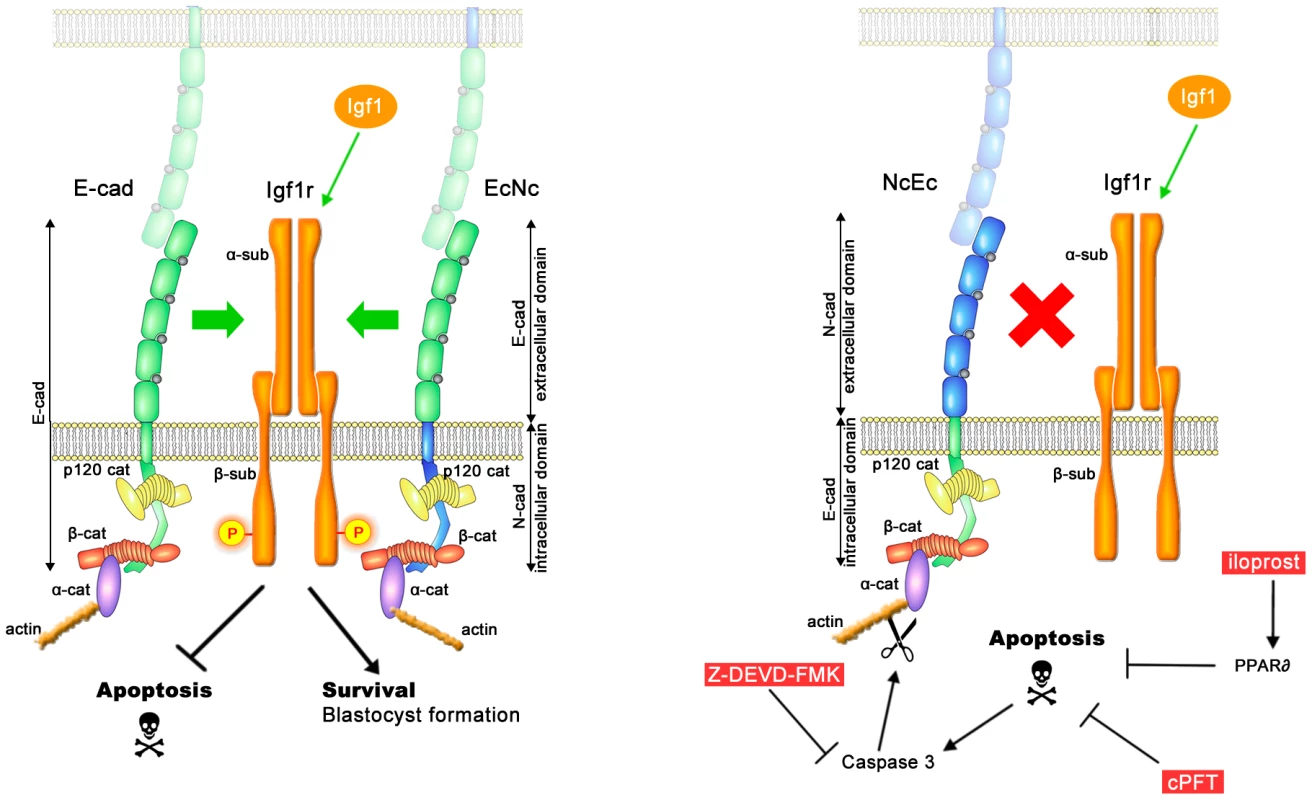 A model of the molecular pathways that are involved in TE survival but are blocked in homozygous NcEc and N-cad ki/ki mutants.