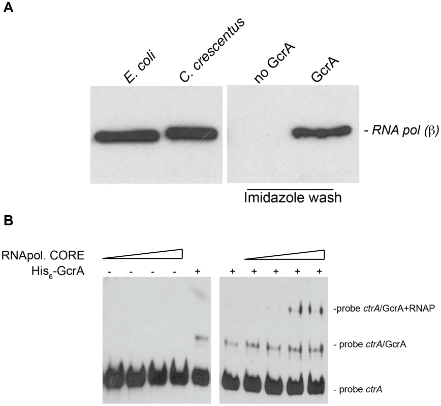 GcrA interacts with RNA polymerase.