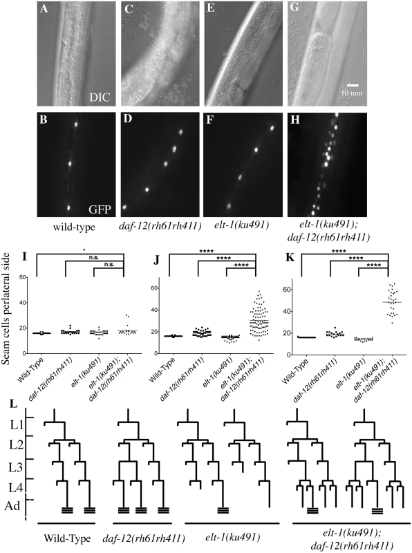 ELT-1/GATA acts in parallel to DAF-12/NHR to regulate developmental timing in <i>C</i>. <i>elegans</i>.