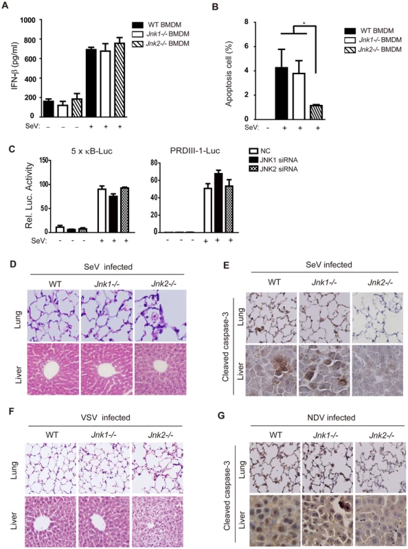 JNK2 protects mice against virus-induced organ injury.