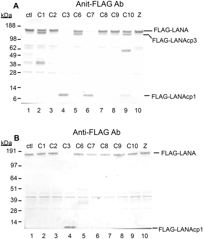 Caspases cleave FLAG-LANA <i>in vitro</i>.