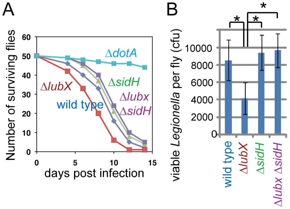 Phenotypes of <i>lubX</i>, <i>sidH</i> and double knockout strains in fly model.
