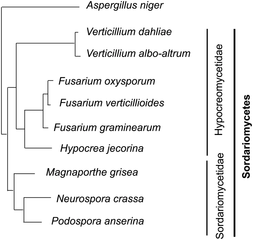 Phylogenetic relationships of the vascular wilt pathogens <i>Verticillium dahliae</i>, <i>V. albo-atrum</i> and <i>Fusarium oxysporum</i>, and other fungi relevant to this study.
