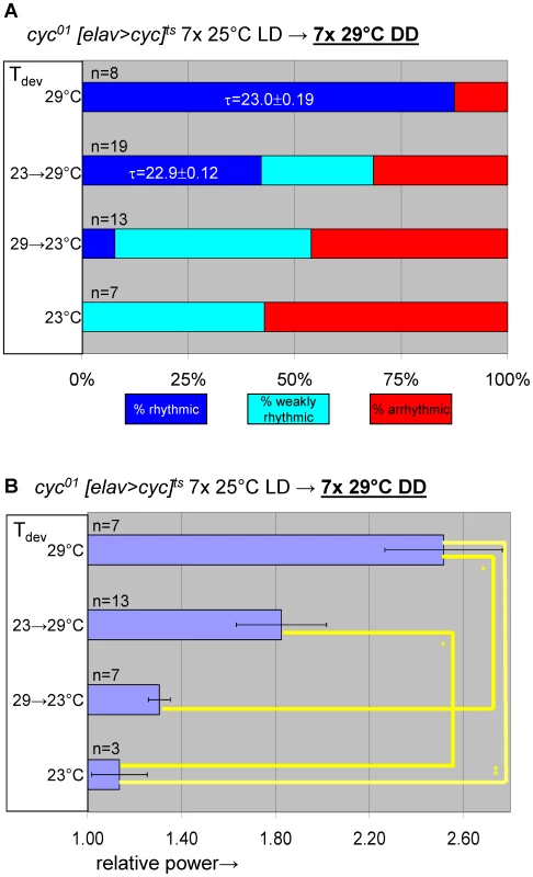 Transgenic rescue of <i>cyc<sup>01</sup></i> behavioral arrhythmia in adults depends on developmental <i>cyc</i> expression during metamorphosis.
