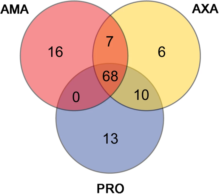 The majority of highly expressed transcripts are shared between AMA, AXA and PRO.