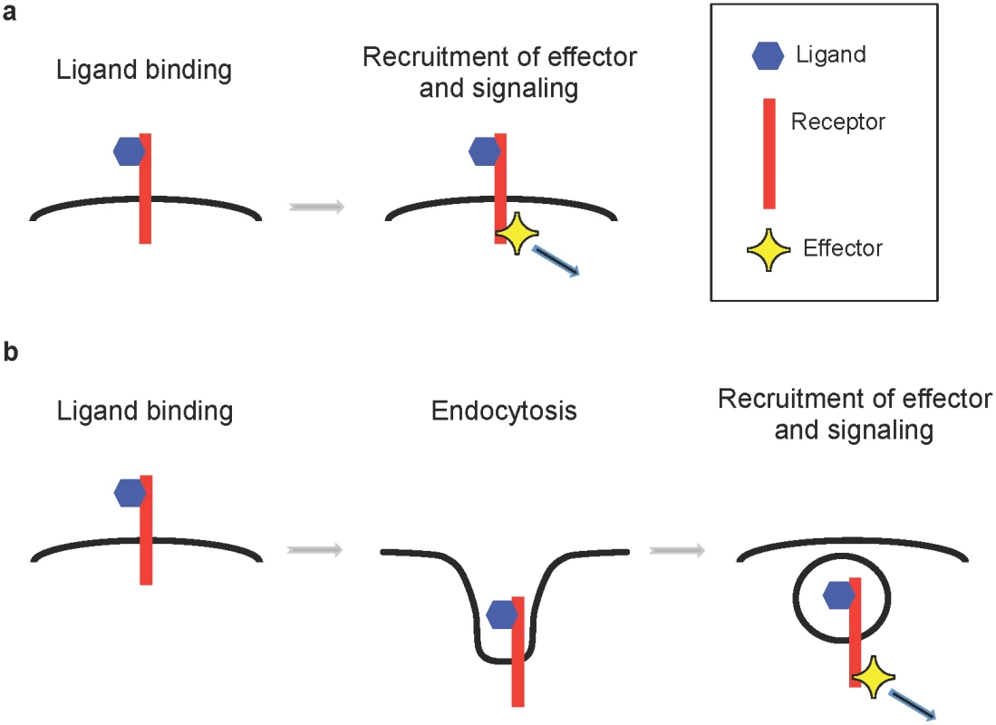 Two models for activation of axon guidance signaling.