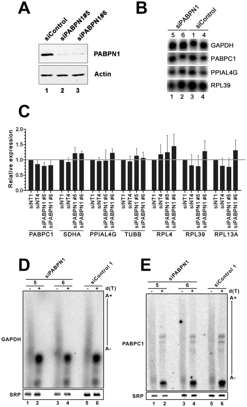 Expression and polyadenylation of housekeeping genes in PABPN1–depleted cells.