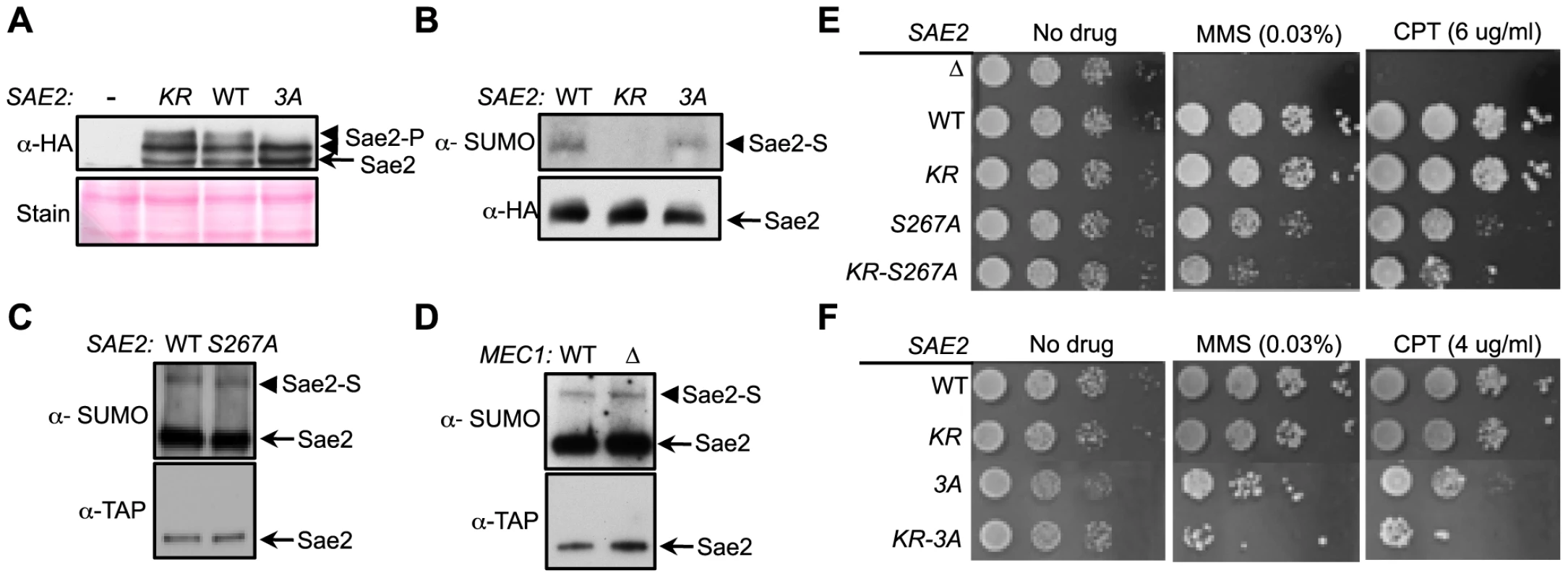 Sumoylation and phosphorylation of Sae2 occur independently and make separate contributions to DNA damage resistance.