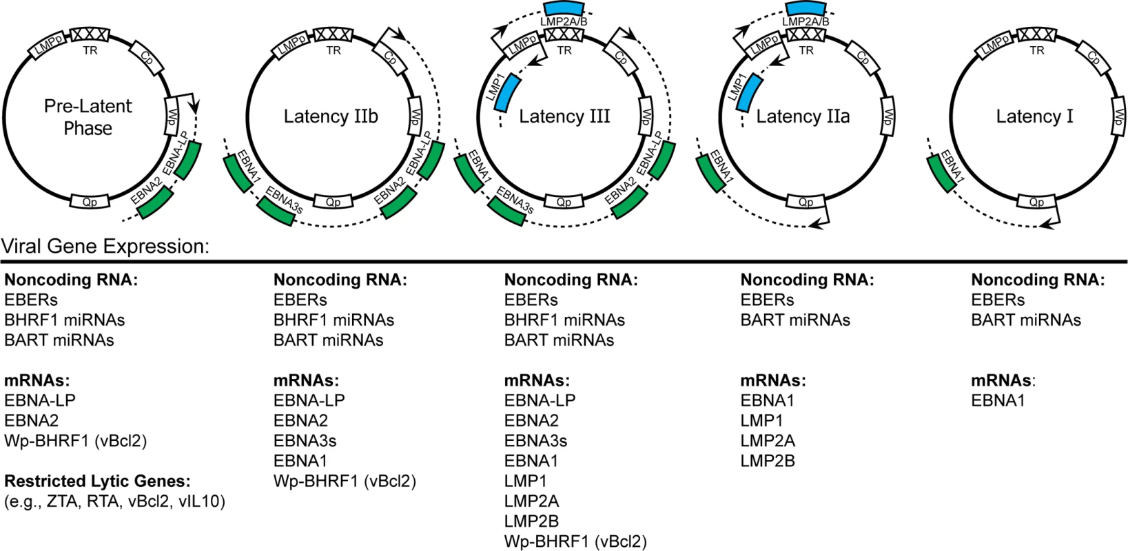 EBV latency gene expression in different latency states.