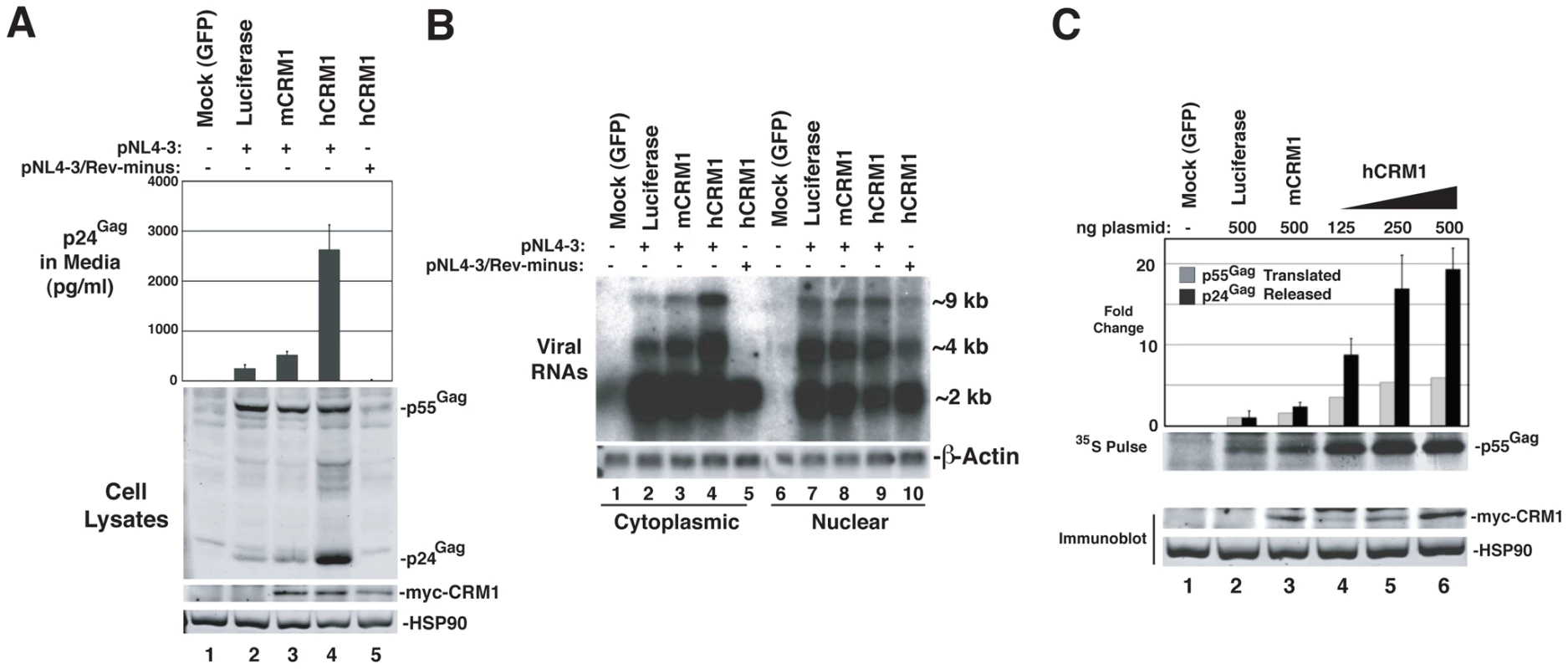 hCRM1 overcomes deficiencies in HIV-1 production in murine cells.