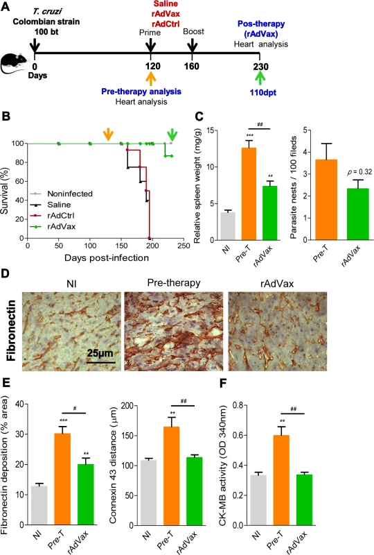 rAdVax immunotherapy recovered the injured heart tissue of chronically <i>T. cruzi</i>-infected mice.
