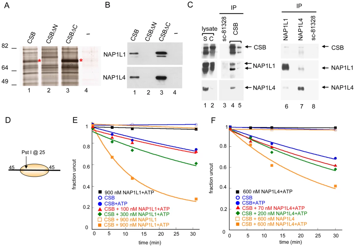 Histone Chaperones NAP1L1 and NAP1L4 Interact with CSB and Enhance ATP–Dependent Chromatin Remodeling by CSB.