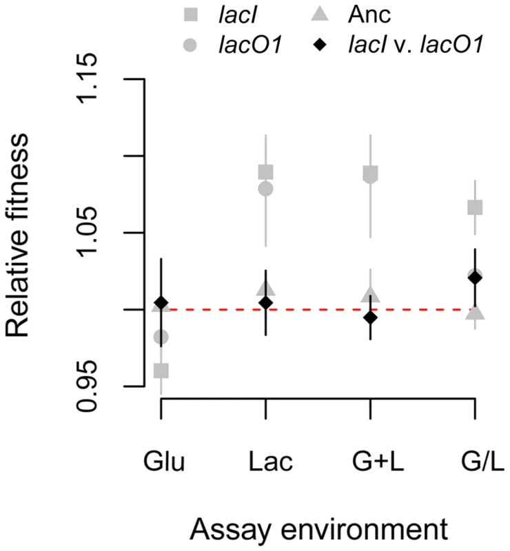 Effect of <i>lac</i> mutations on fitness.