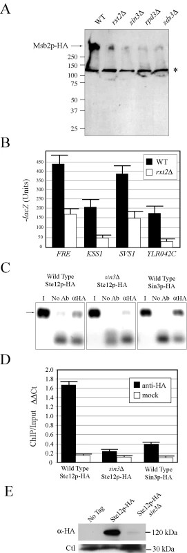 Rpd3p(L) promotes <i>MSB2</i> gene expression at the <i>MSB2</i> promoter.