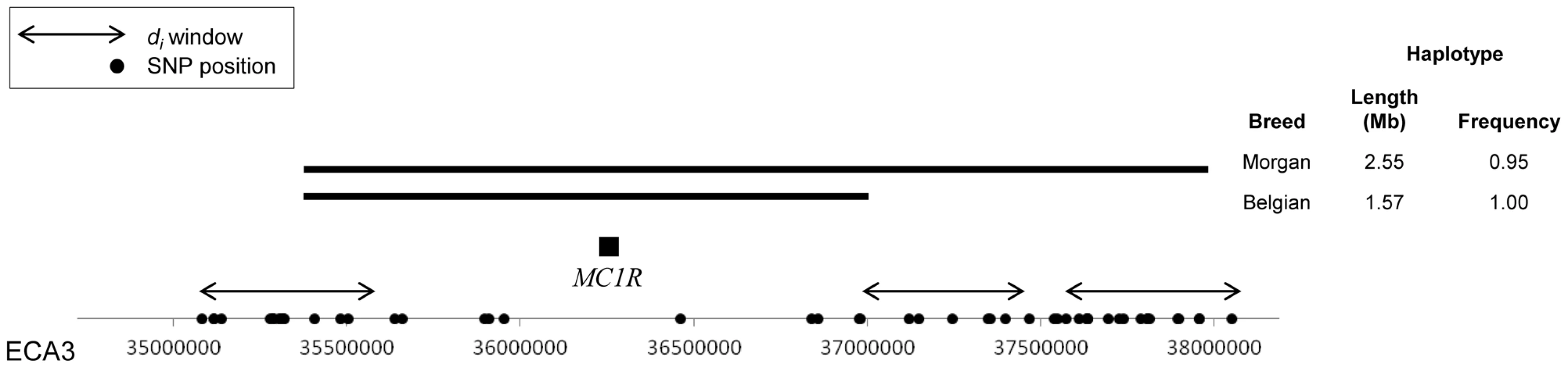 Haplotypes surrounding the <i>MC1R</i> locus in the Morgan and Belgian.