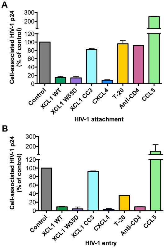 XCL1 blocks HIV-1 attachment and entry into target cells.