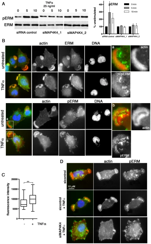 TNFα-induced ERM protein activation is MAP4K4 dependent.