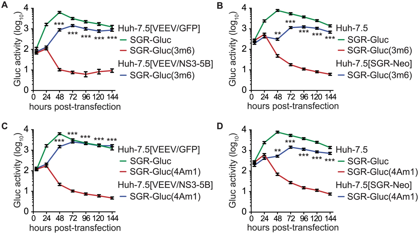 HCV NS3-4A can be complemented in <i>trans</i>.