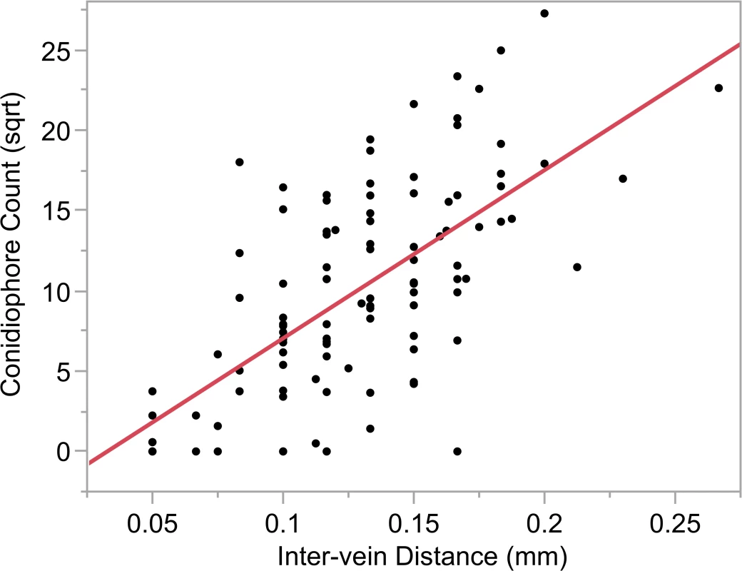 Relationship between conidiophore count and intervein distance.