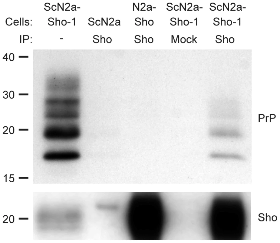 Copurification of Sho and misfolded PrP from ScN2a-Sho-1 cell lysates.