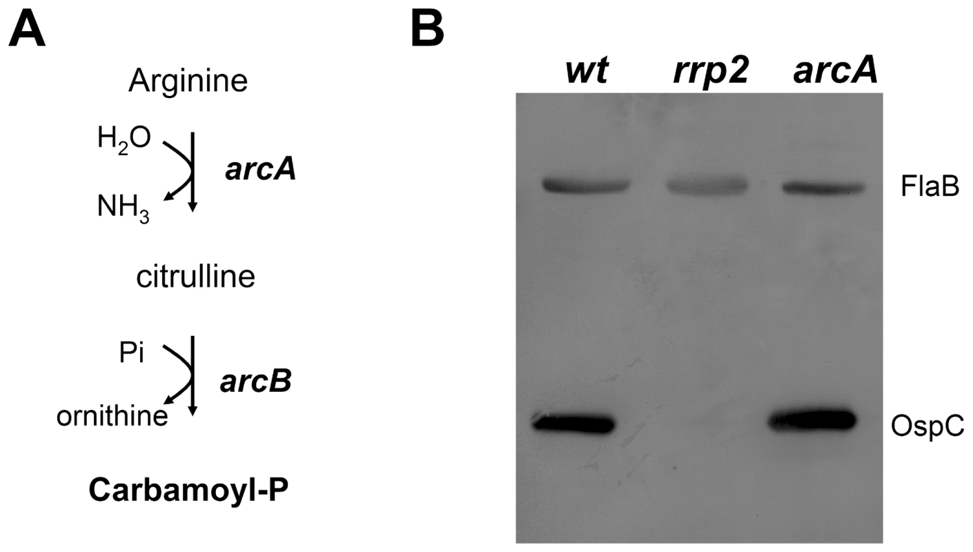 Inactivation of the carbamoyl-P biosynthesis pathway does not affect Rrp2 activation.
