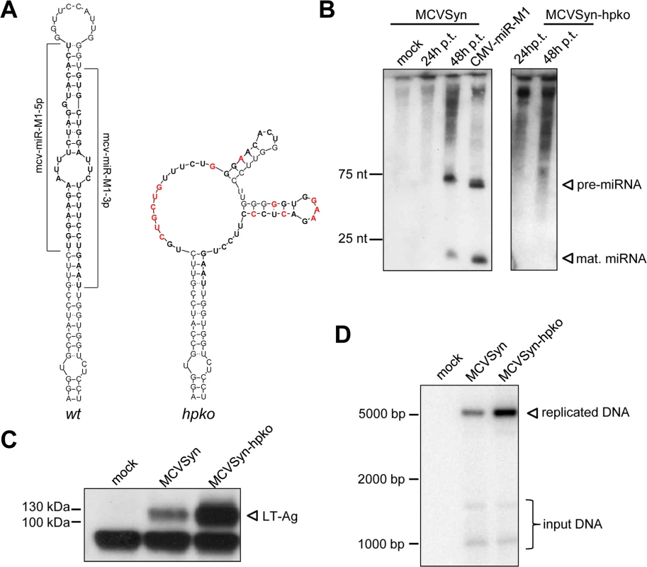 A mcv-miR-M1 knockout mutant exhibits increased LT-Ag expression and enhanced viral DNA replication.