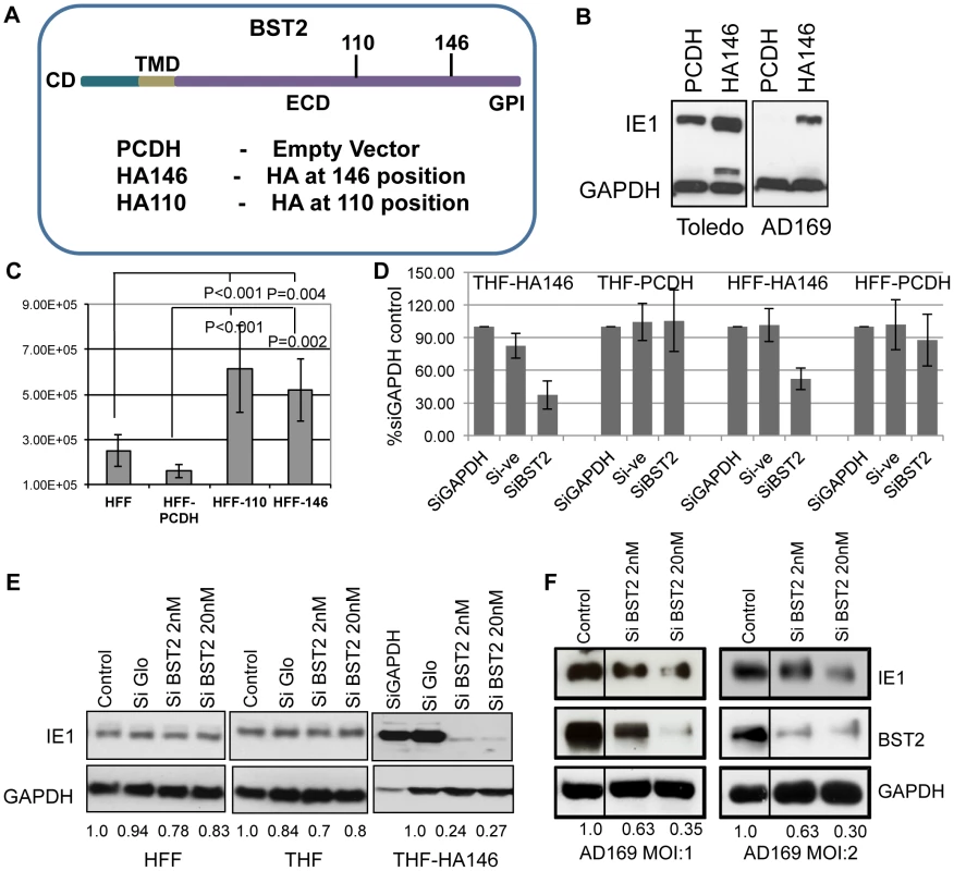 BST2/Tetherin enhances HCMV infection and release.