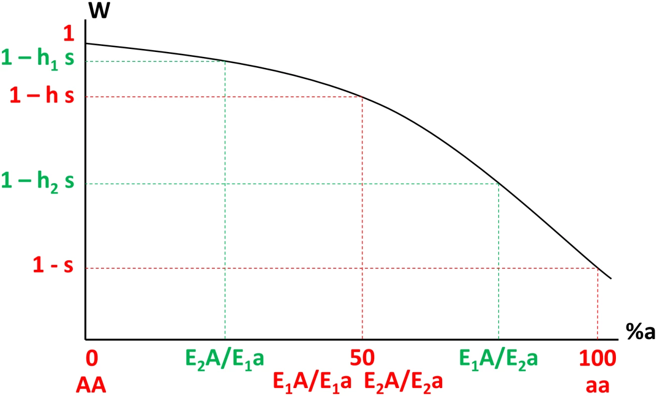 Variation of fitness (W, y-axis) as a function of the percentage of defective proteins noted %a (x-axis, from 0% in AA homozygotes to 100% in aa homozygotes) in different genotypes, where E1 and E2 are the weaker and stronger enhancer alleles respectively (e<sub>2</sub> &gt; e<sub>1</sub>).