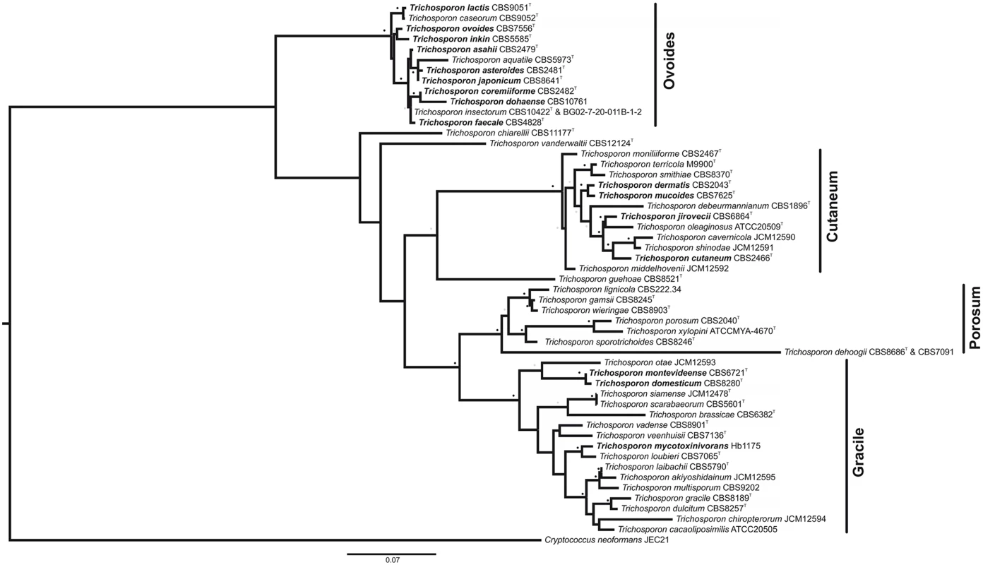 Maximum-likelihood phylogenetic tree of <i>Trichosporon</i> species, based on analysis of the ITS1 and ITS2 regions and the D1/D2 region of the LSU.