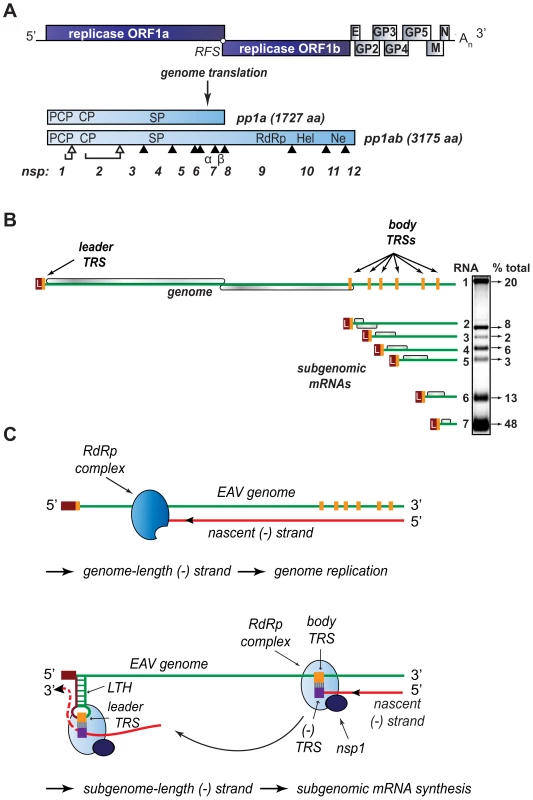 Organization and expression of the polycistronic EAV +RNA genome.