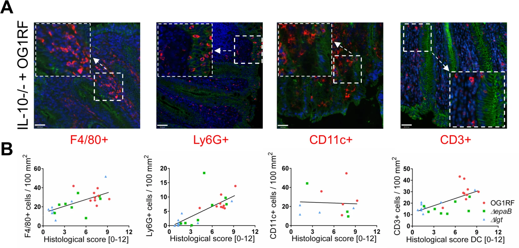 Colitogenic activity of <i>E</i>. <i>faecalis</i> is associated with infiltration of different immune cell subsets in monoassociated IL-10-/- mice.