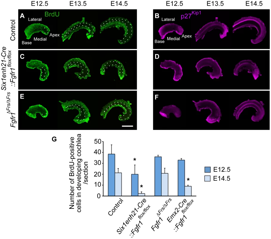 FGFR1-mediated cell proliferation is not mediated by Frs2/3 interaction.