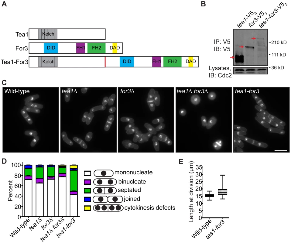 An endogenous Tea1-For3 fusion protein is functional but impinges on the cell division machinery.