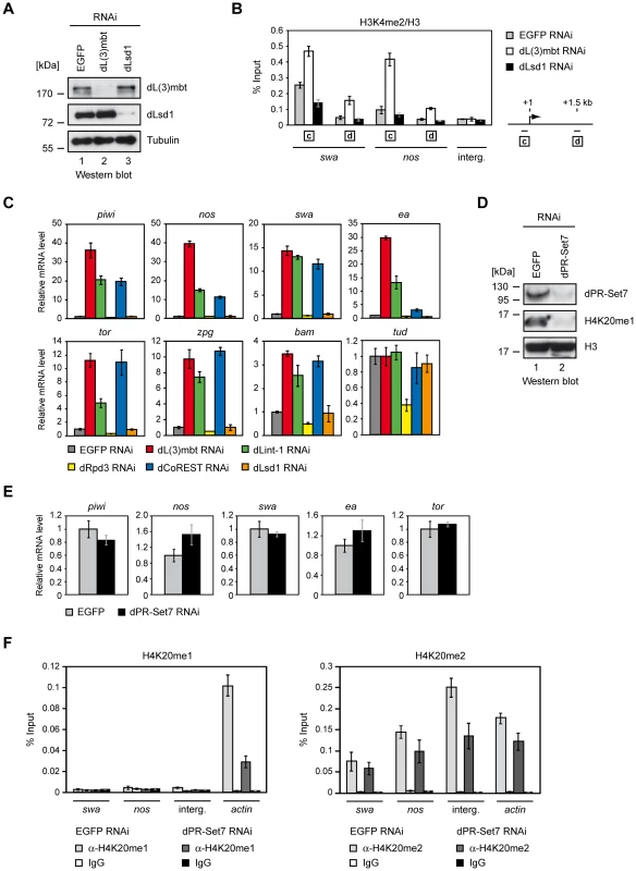 dLsd1, dRpd3, and dPR-Set7 are not essential for MBTS gene repression.