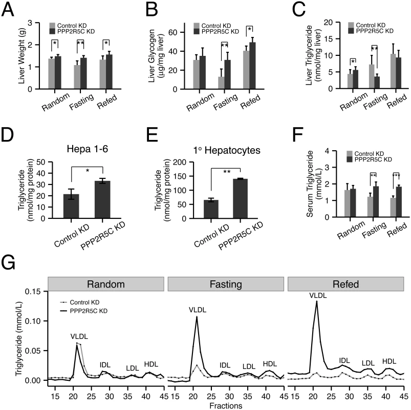 Hepatocyte-specific knockdown of PPP2R5C leads to increased lipogenesis and lipid secretion.
