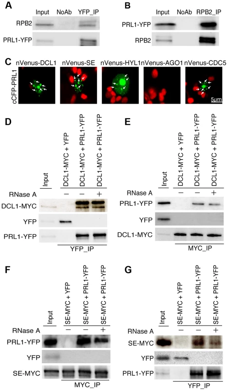 PRL1 associates with the Pol II and DCL1 complexes.