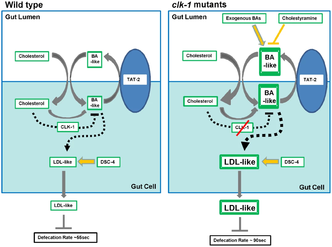 Schematic representation of the biosynthetic and regulatory interactions relating cholesterol uptake and bile acid (BA) biosynthesis and secretion to the biosynthesis and secretion of LDL-like lipoproteins.