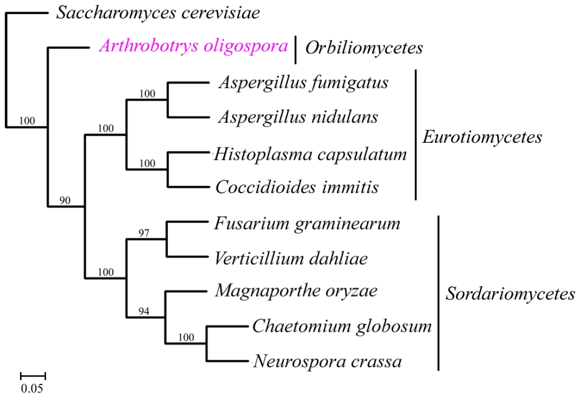 The phylogenomic tree was constructed based on orthologous proteins from 11 fungal genomes using Maximum likelihood method.