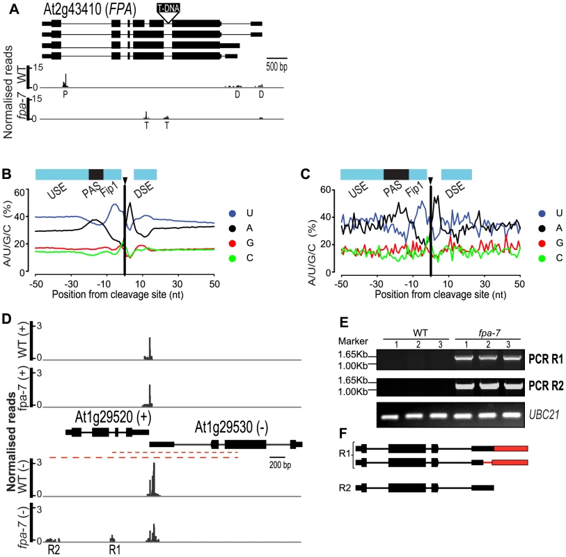 FPA affects intronic cleavage site selection and intergenic read-through.