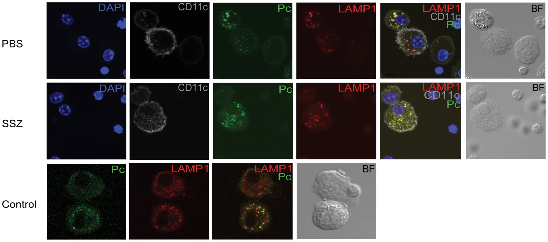 Co-localization of internalized Pc with the lysosomal protein LAMP-1.