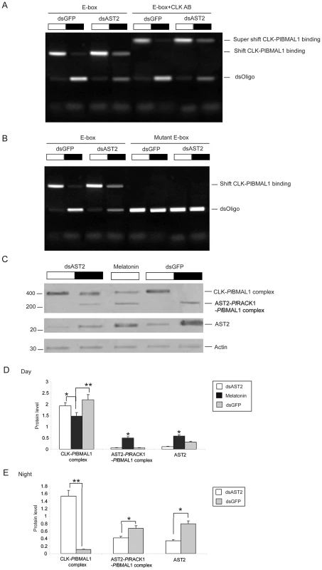 AST2 knockdown enhanced the DNA binding activity of CLK/<i>Pl</i>BMAL1.