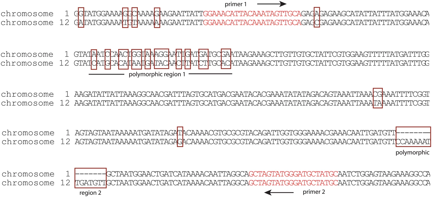 Induction of <i>var2csa</i> in HB3 specifically activates the locus on chromosome 12.