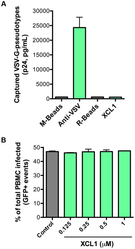 XCL1 does not interact with or inhibit VSV-G-pseudotyped virus.