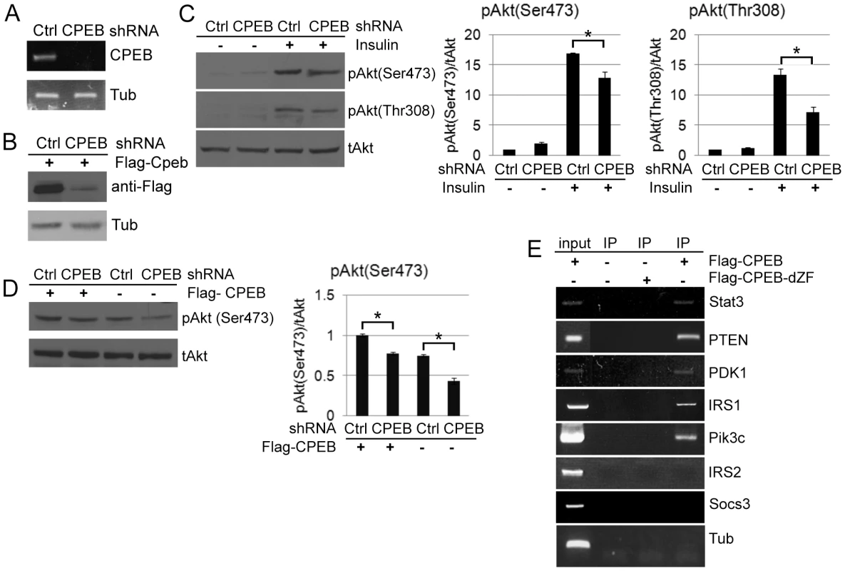 CPEB depletion in HepG2 cells results in aberrant insulin signaling.